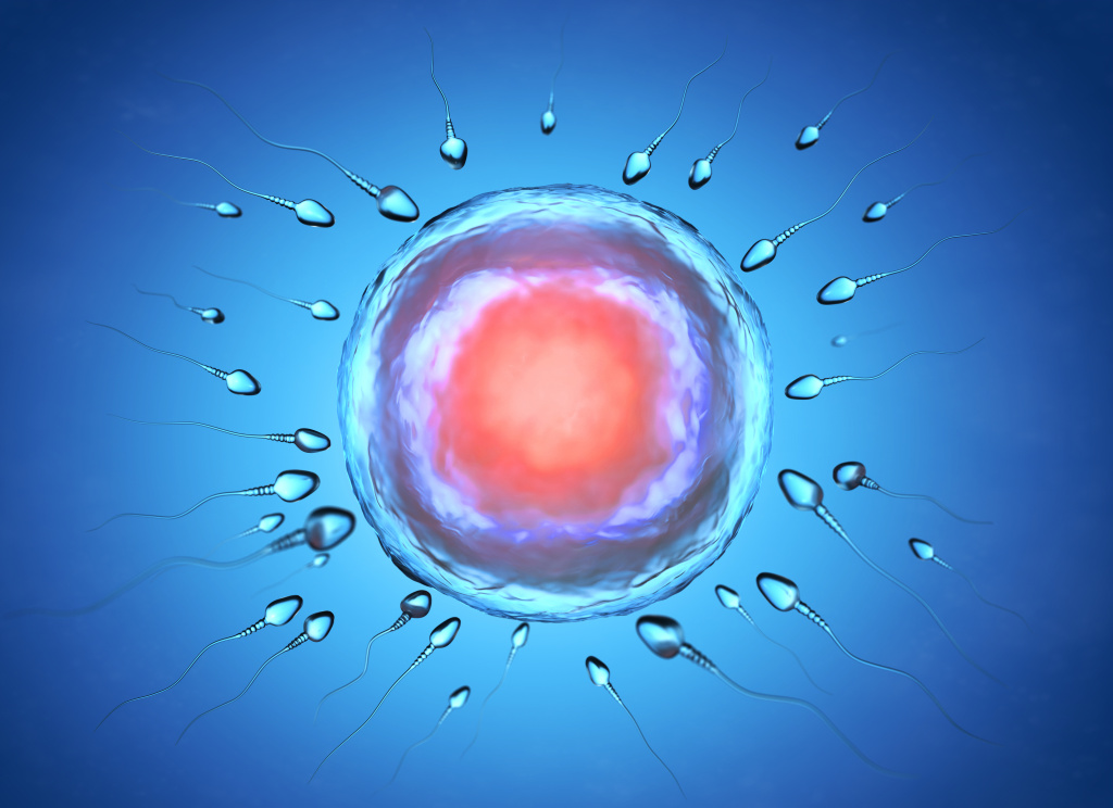 Мифы про донорство яйцеклеток